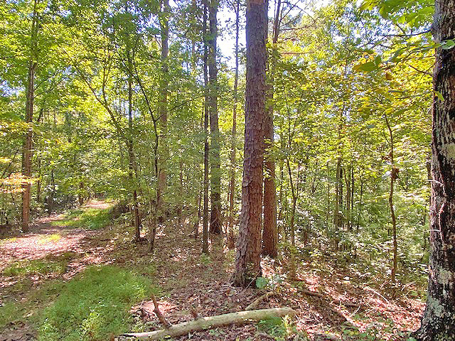 secluded acreage for sale Dahlonega